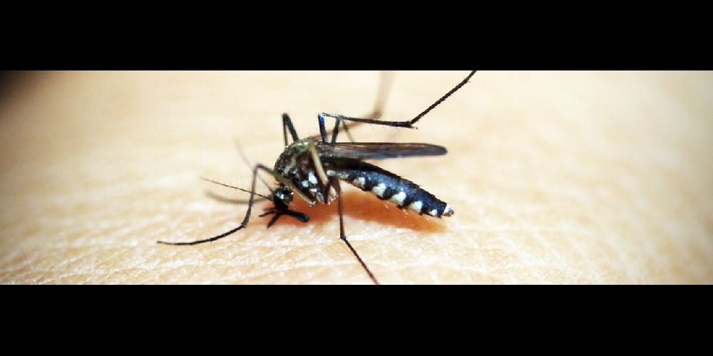 World Mosquito Day: Must Know Prevention Tactics